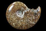 Polished, Agatized Ammonite (Cleoniceras) - Madagascar #83042-1